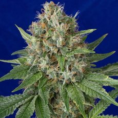 OG Kush - feminizovaná semienka 3ks Humboldt