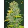 Victory Seeds Biggest Bud Auto samonakvétací semena