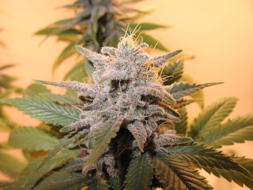 Sensi Star - 10 ks feminizovaná semena Paradise Seeds