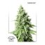 AutoDurban Poison®- autoflowering semienka 3ks Dutch Passion