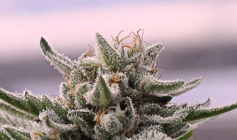 Bubba Kush 2 - feminizovaná semienka 3ks Humboldt