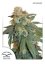 Auto Orange Bud® - 7ks Dutch Passion autoflowering seeds