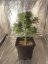 Cream Caramel Auto – samokvitnúce semená 10 ks Sweet Seeds