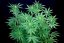 Peyote Zkittlez - feminized cannabis seeds 3 pcs, Seedsman