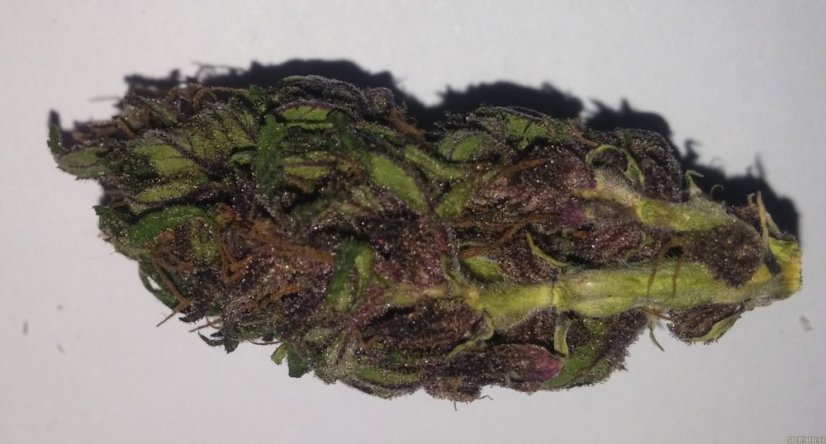 Dark Devil Auto - fem. a autoflowering semienka 10ks Sweet Seeds