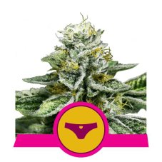 Sherbet Queen - feminisierte Samen 5 Stück Royal Queen Seeds