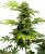 Black Harlequin CBD - semillas feminizadas 3 uds, Sensi Seeds