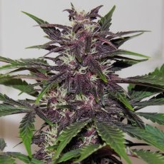 Purple Kush - feminizované a samonakvitacie semienka Buddha Seeds