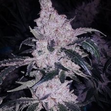 Ethos Genetics Headband Cookies Bx1 regulérní semena
