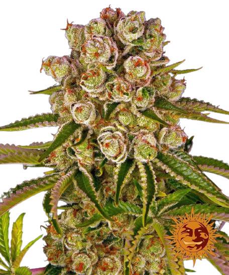 Kush Mintz - feminizovaná semena 10 ks od Barney´s Farm