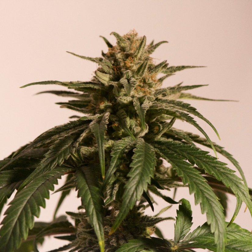 CBD Critical Cure - feminizovaná semínka 3 ks Barney´s Farm