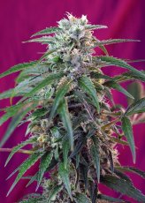 Green Poison Auto – 10 ks autoflowering semien RQS