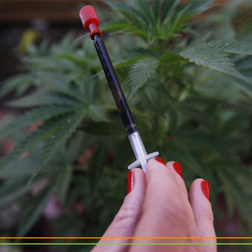 Cannabis gegen Epilepsie