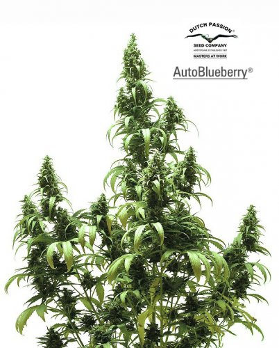 AutoBlueberry - fem. and self-flowering seeds 3pcs Dutch Passion