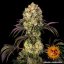 Glookies - feminisierte Marihuana-Samen 10 Stück Barney's Farm