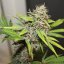 Pineapple Poison - feminizovaná semena 3 ks, Super Sativa Seed Club
