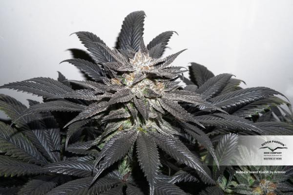 Bubba Island Kush® - feminizovaná semínka 5 ks Dutch Passion