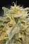 CBDrelief - 3ks feminizovaná semínka Paradise Seeds