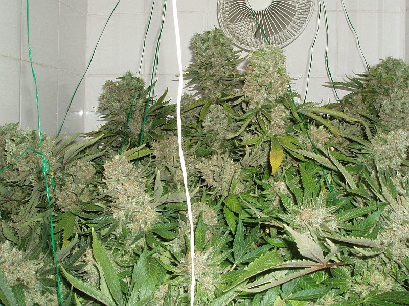 Cream 47 – feminizované semienka 5 ks Sweet Seeds