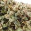 Gorilla Glue - Kvety CBD Cannapio, 3g