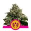Legendary OG Punch - feminizovaná semienka 5 ks Royal Queen Seeds