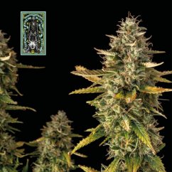 White Widow - autoflowering feminized cannabis seeds 10 pcs, Seedsman