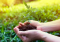 From Seed to Harvest: The Life Cycle of Hemp