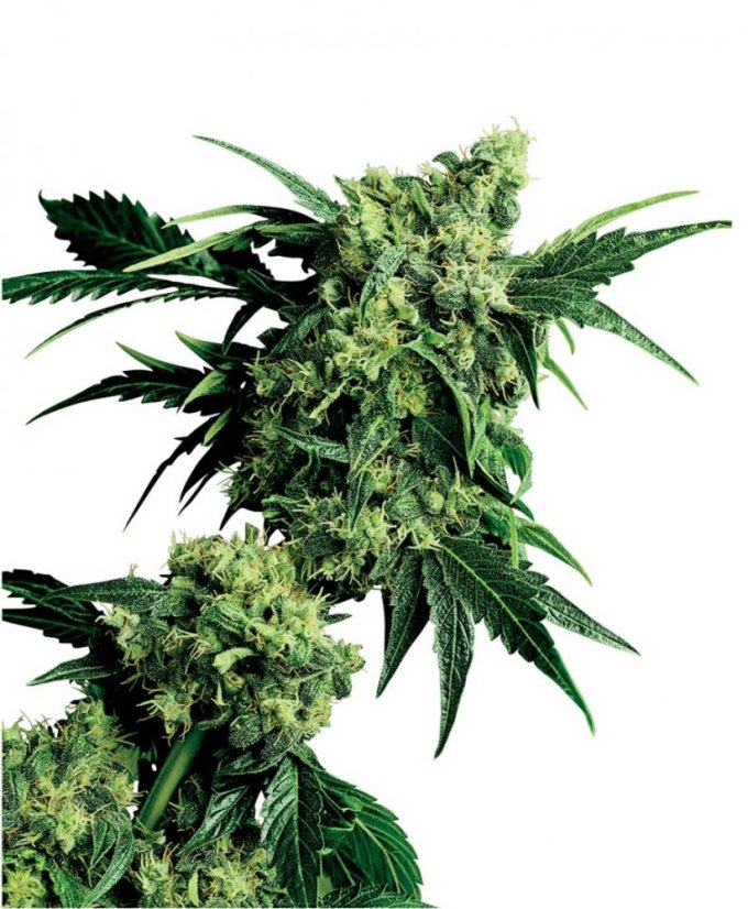 Mr Nice G13 x Hash Plant 10 ks štandardizované feminizované semená Sensi Seeds