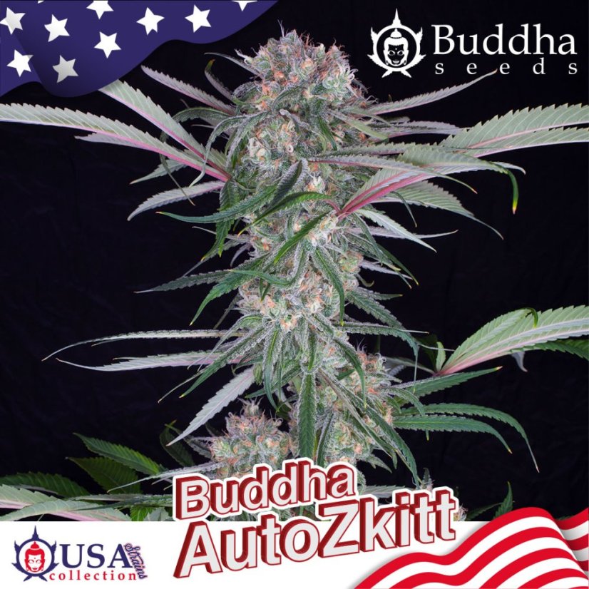 Buddha Auto Zkitt, 10 pcs, Buddha Seeds