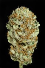 Blue Kush - feminizované semienka 10ks Dinafem