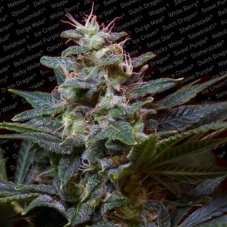 Sweet Purple - 3 feminizowane nasiona Paradise Seeds