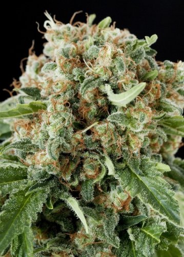 White Siberian - 10 pieces of feminized Dinaf seeds