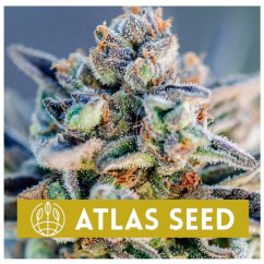 Top Gun Auto - autoflowering marijuana seeds, 5pcs Atlas Seed