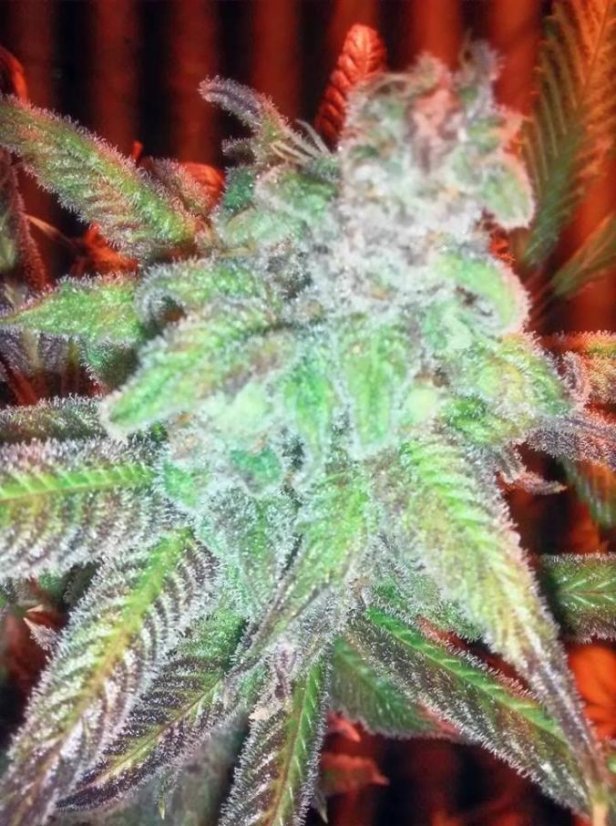 Grape Ape - feminizované semienka 10ks Barney´s Farm