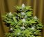 Bubba Kush - feminizovaná semínka 5 ks Seedsman