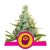AMG - Amnesia Mac Ganja nasiona feminizowane 10 szt Royal Queen Seeds