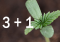 3+1 AKCIA na semená konopy