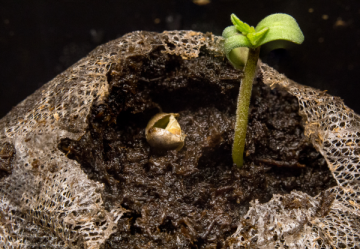 Nasiona konopi automatycznie kwitnące - Długość kwiatu - średni (8-10 tygodni)