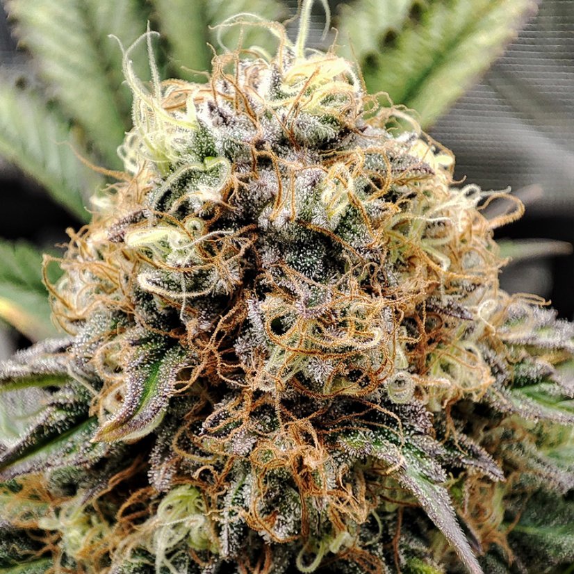 Buddha-Hochzeitskäsekuchen, 10 Stück, Buddha Seeds