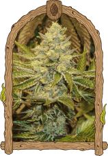 Exotic Animal - Nasiona feminizowane, 5 szt., Exotic Seed