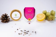 Shogun - feminisierte Samen 3 Stück Royal Queen Seeds