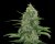 Veneno – 6ks feminizovaná semínka Eva Seeds