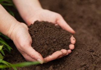 Hnojení konopí - klíč k úspěchu při pěstování rostlin