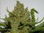 Green Crack Auto - samonakvétacie semená marihuany 5 ks Fast Buds