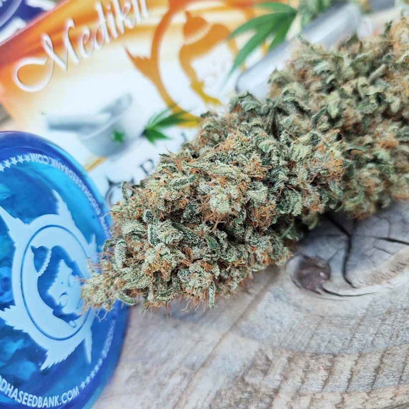 Medikit - Feminized Seeds, 10 pcs, Buddha Seeds
