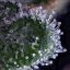 Wedding Edition - feminized seeds 3 pcs Cannapio