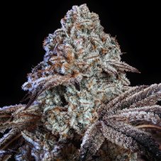 Ethos Genetics Psy-Op R1 feminized seeds