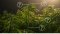 Anatomy of the Cannabis Plant - from Seed to Trichomes