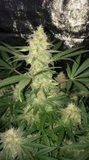 Lemon Zkittle - feminizovaná semienka 5ks Dutch Passion