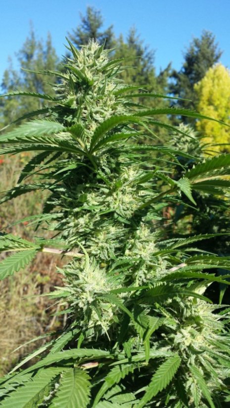 Lemon Kush Headband - feminizovaná semínka 3ks Humboldt